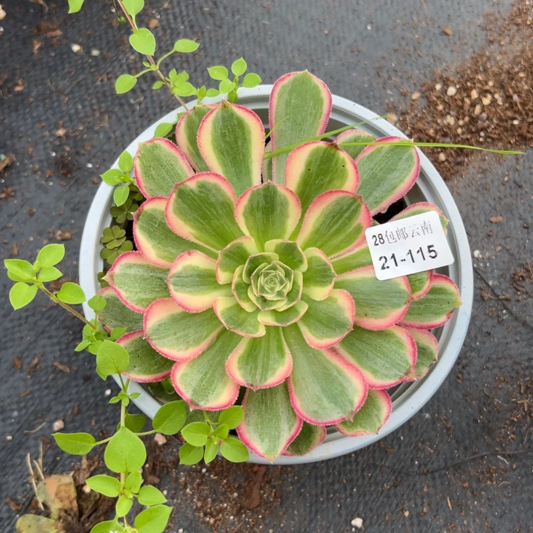 ?****?115孔雀翎多肉植物的