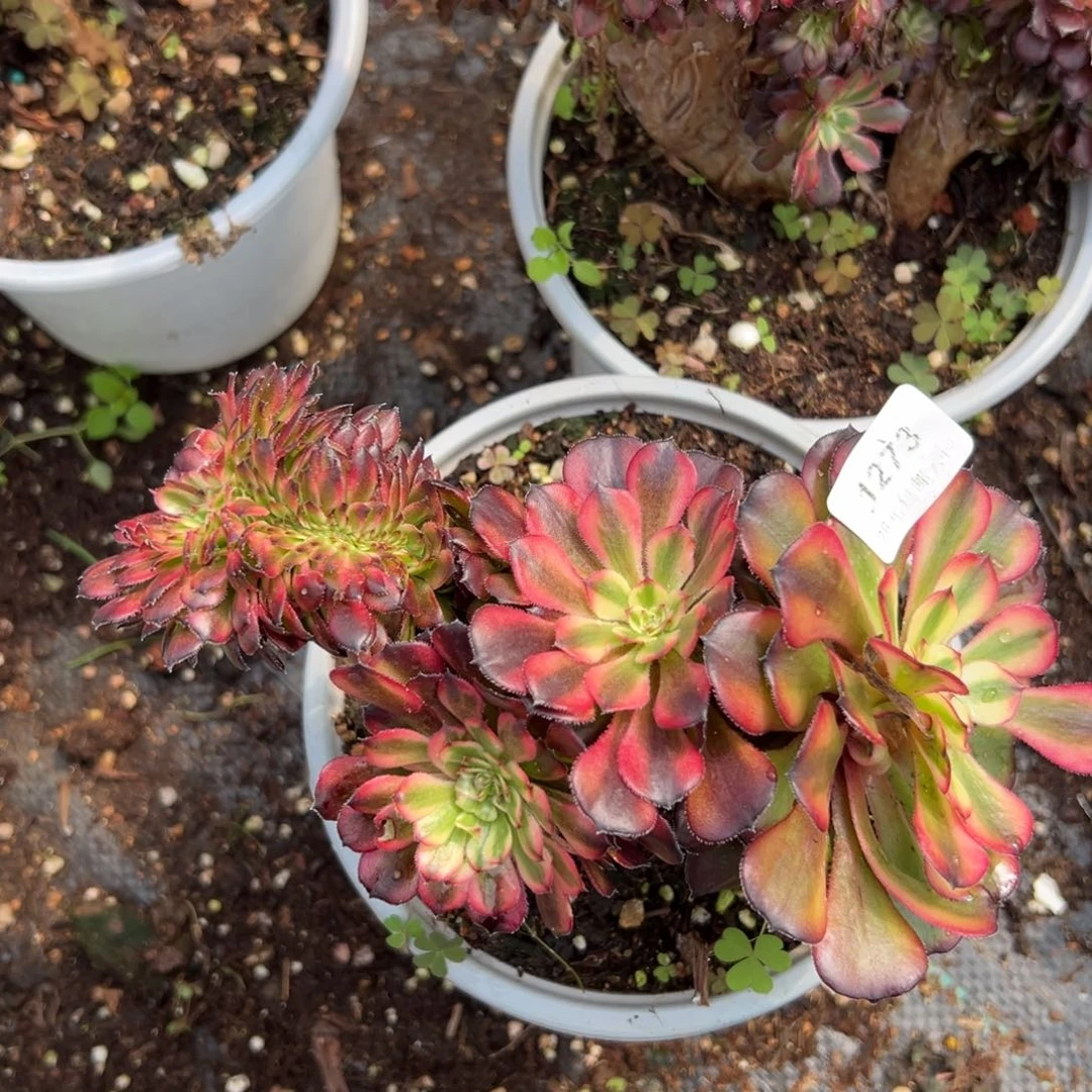 1273月蝉缀多肉一棵