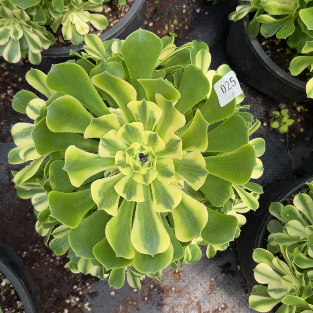 【闪购商品】25辛尼亚多肉