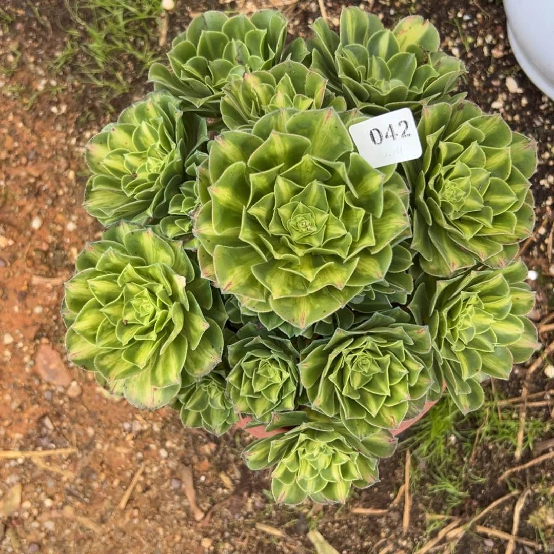 【闪购商品】42琉璃多肉