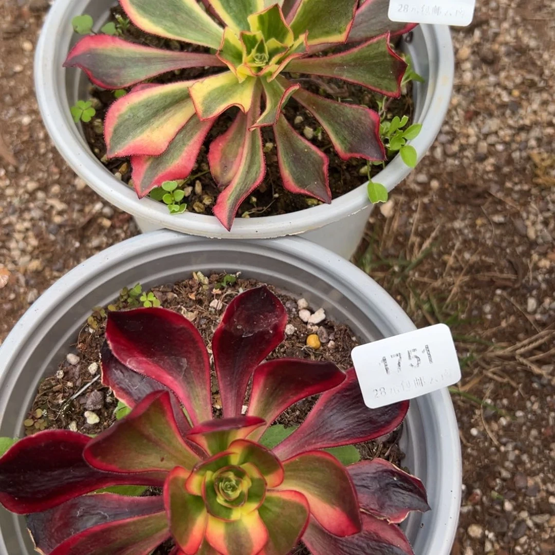 17501751魅影红魔女多肉