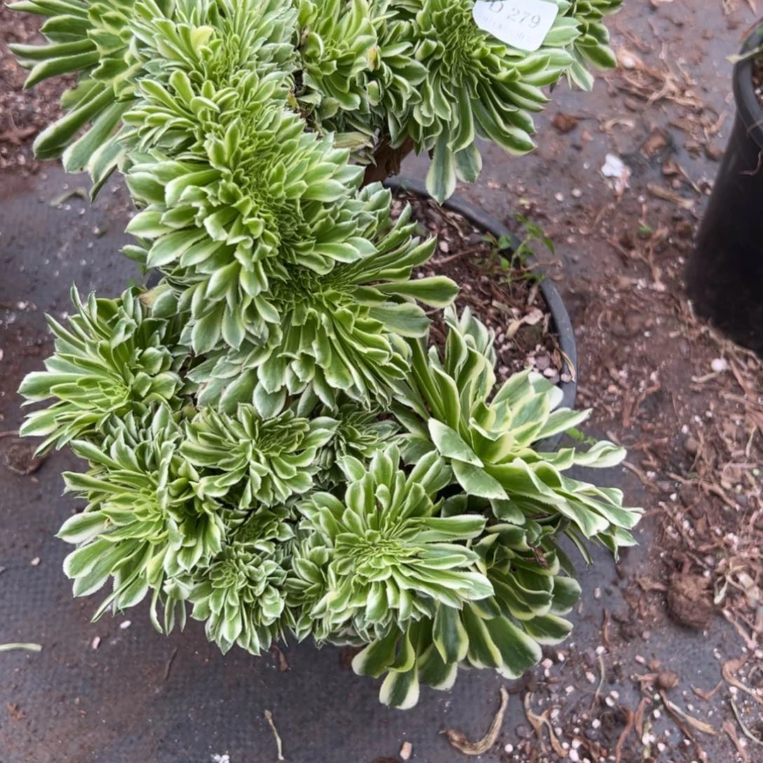 荣*姐279碧浪追多肉云南