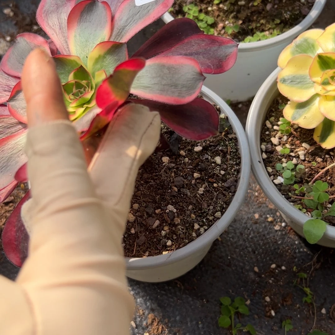 1808红魔女多肉一棵