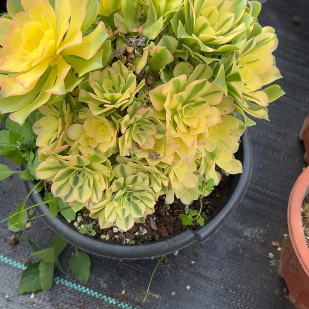 550辛尼亚砍头群多肉