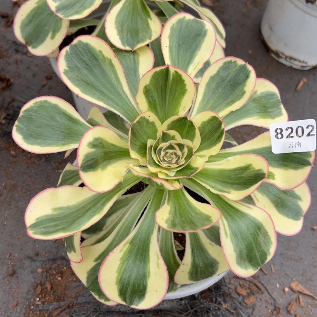 202燕子多肉一棵植物量