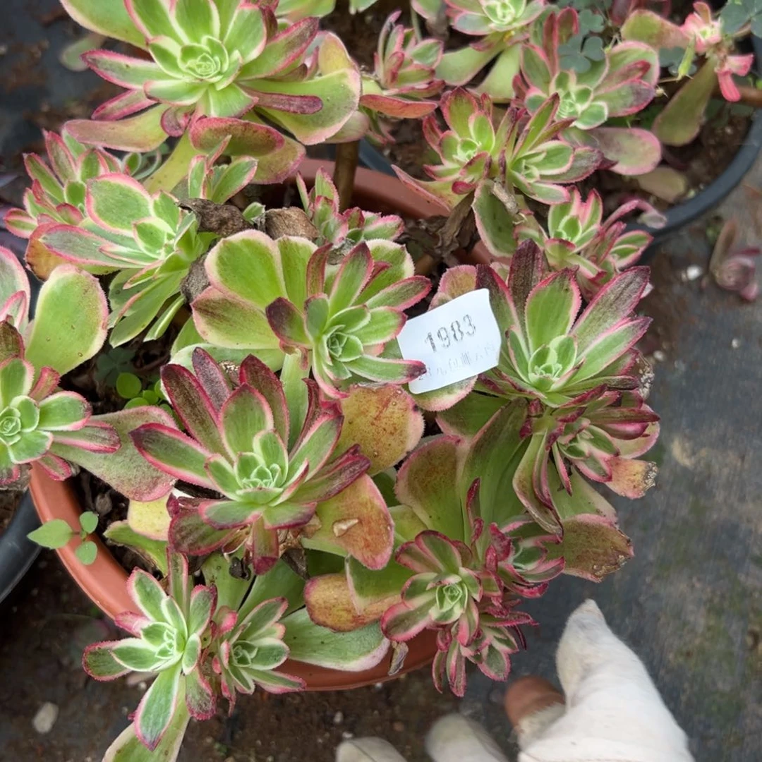 1983孔雀翎砍头多肉一棵