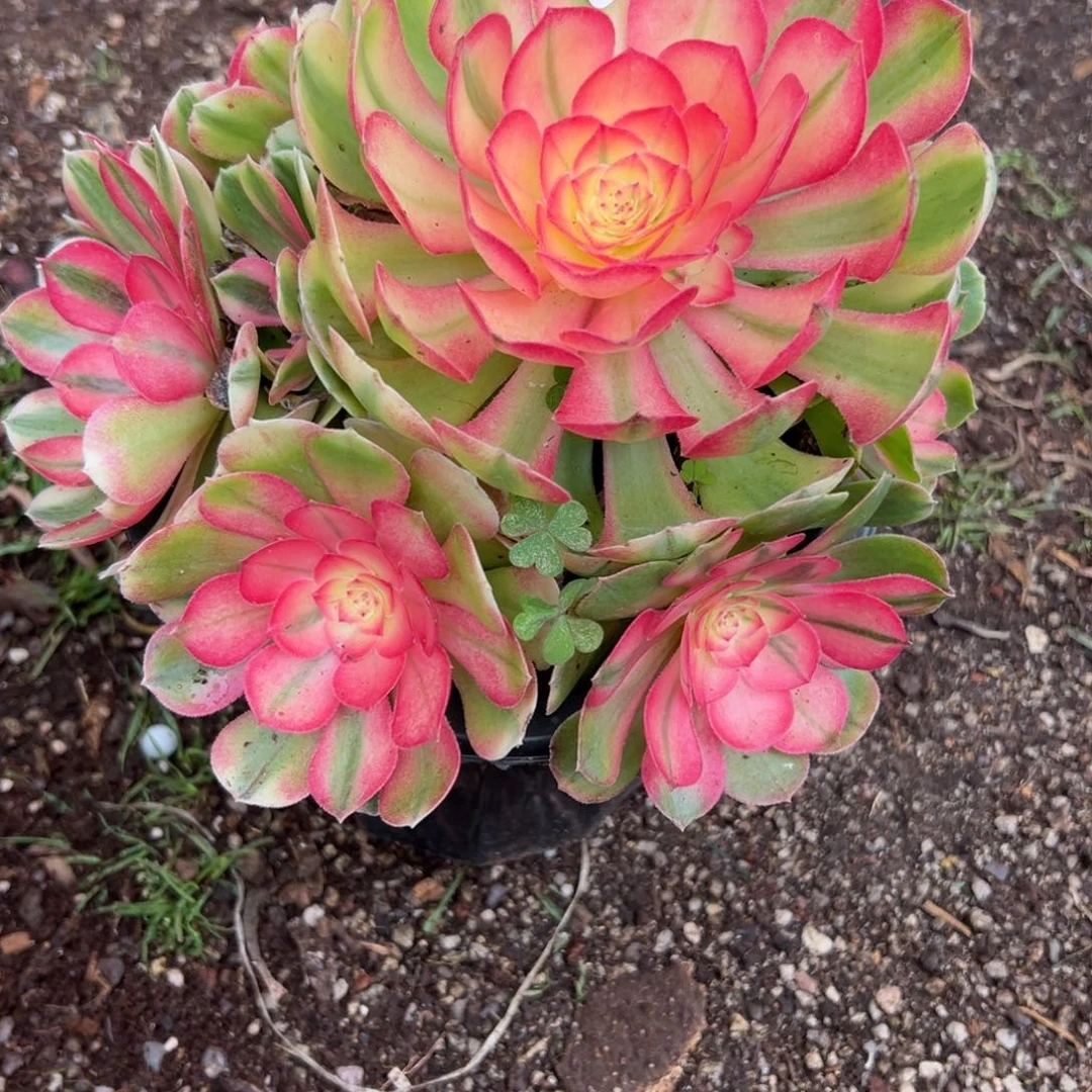 136荔枝多肉云南