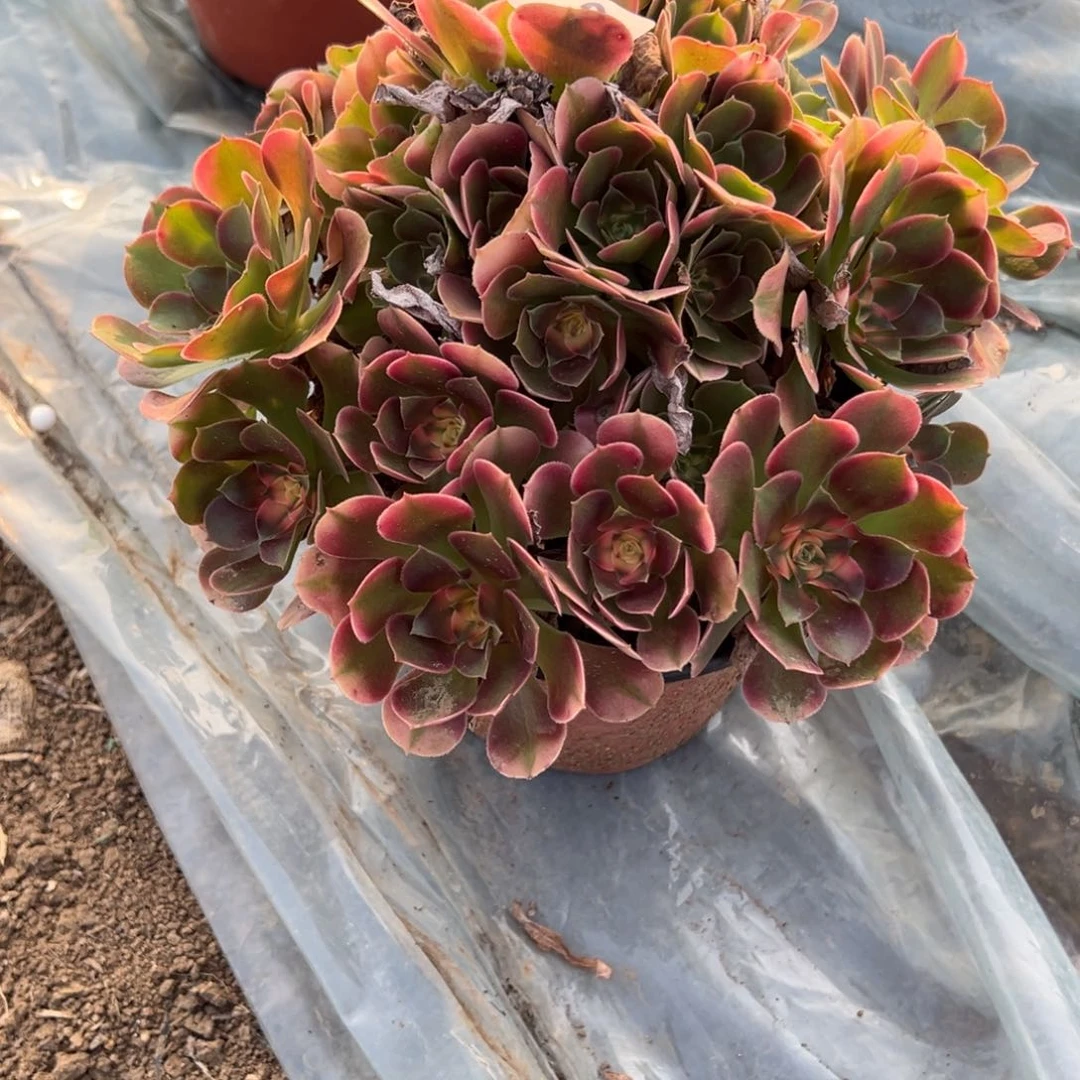 39香妃多肉植物徐州发