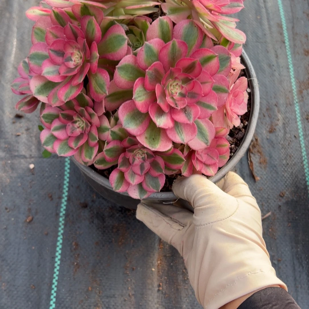 162倾城裙多肉多肉