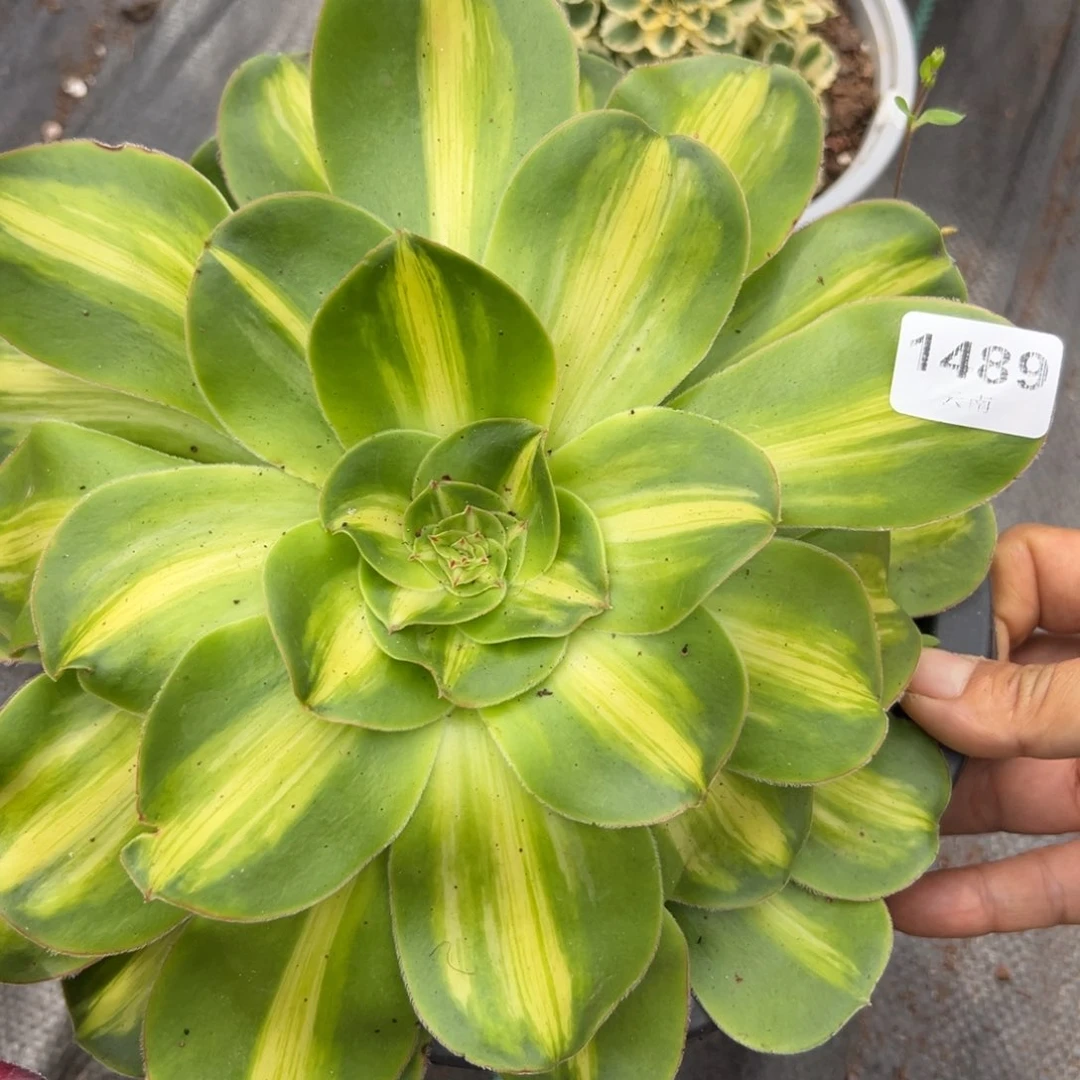 1489暴君多肉一棵