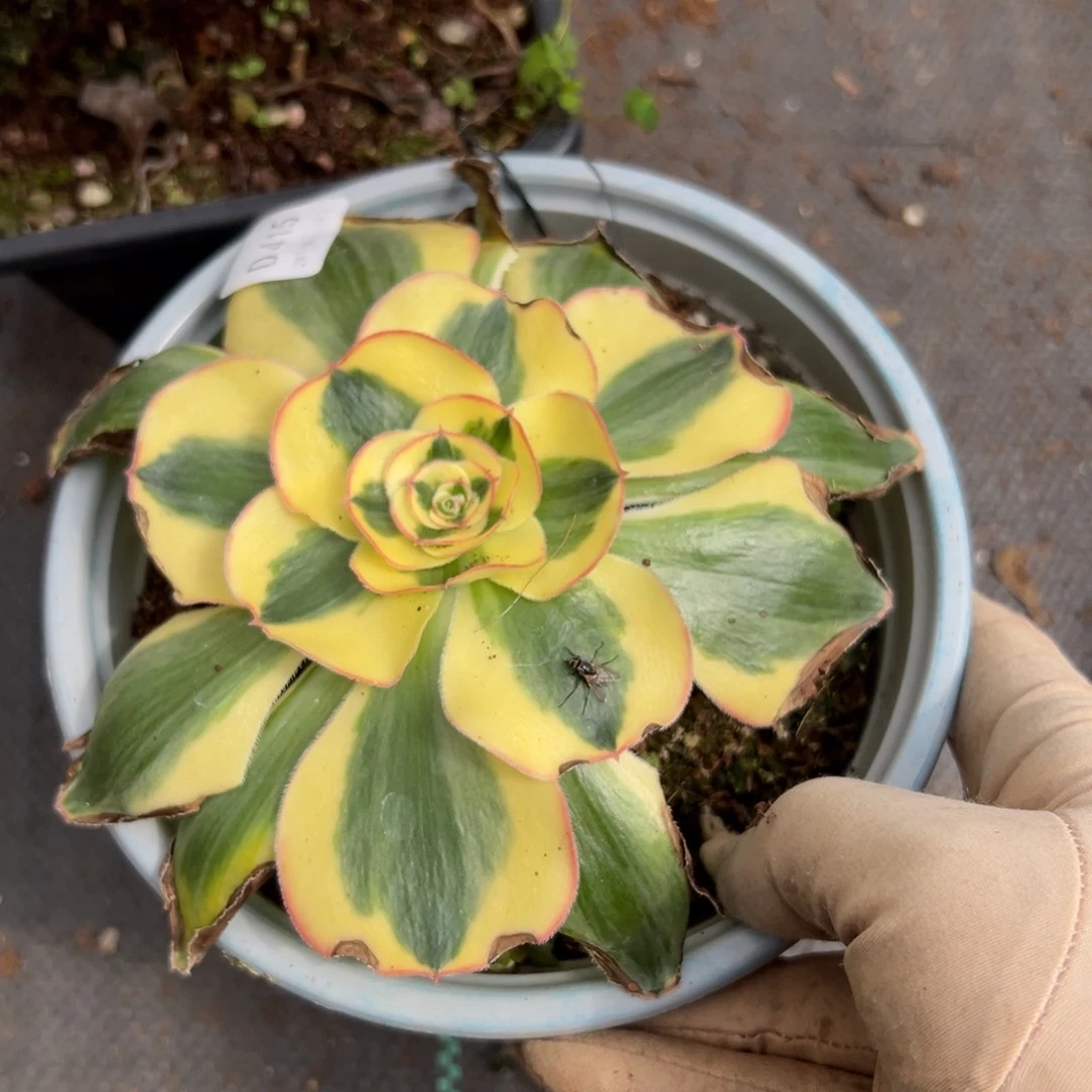 415王妃多肉一棵