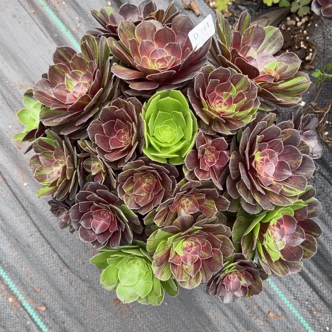 【闪购商品】741花月夜多肉
