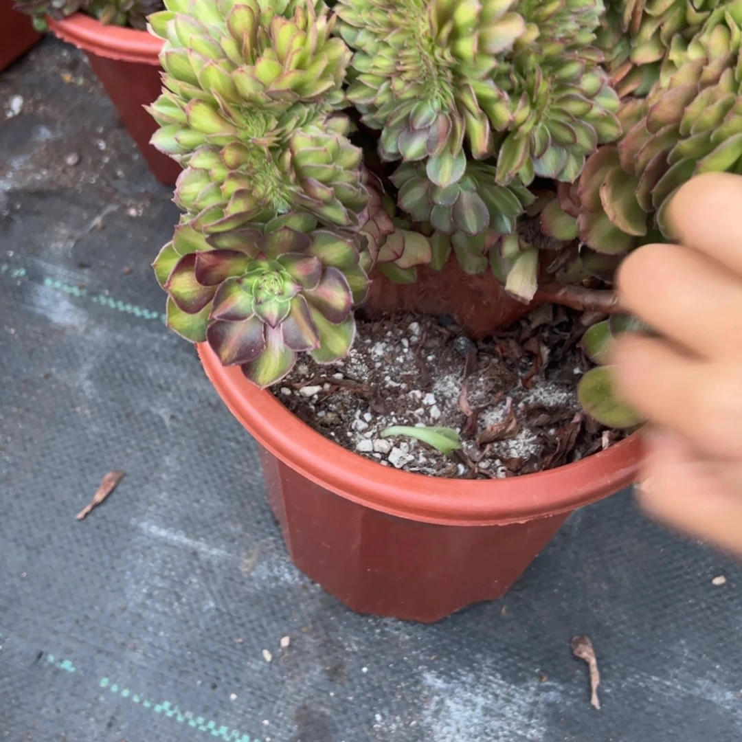 是*哥577抹茶缀多肉云南