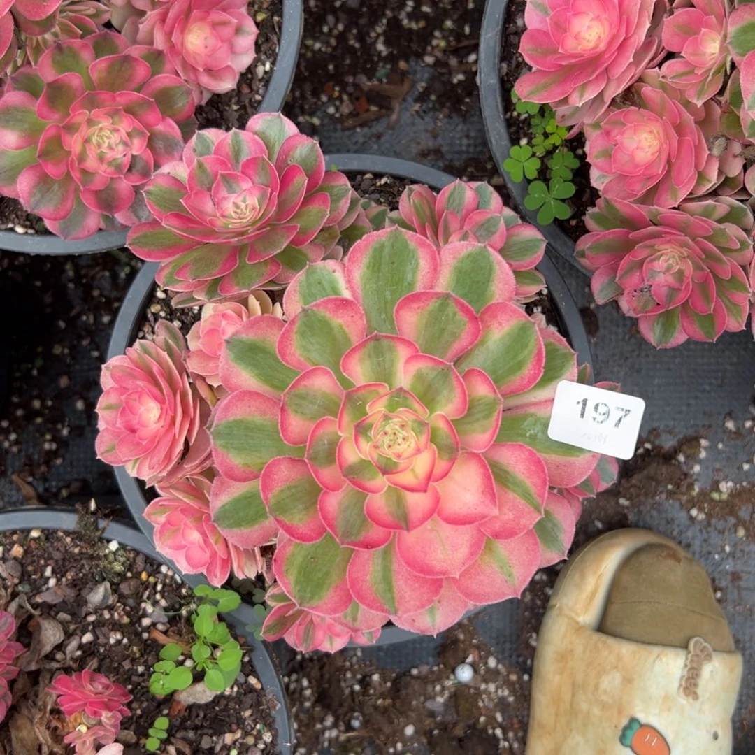 【闪购商品】197倾城多肉