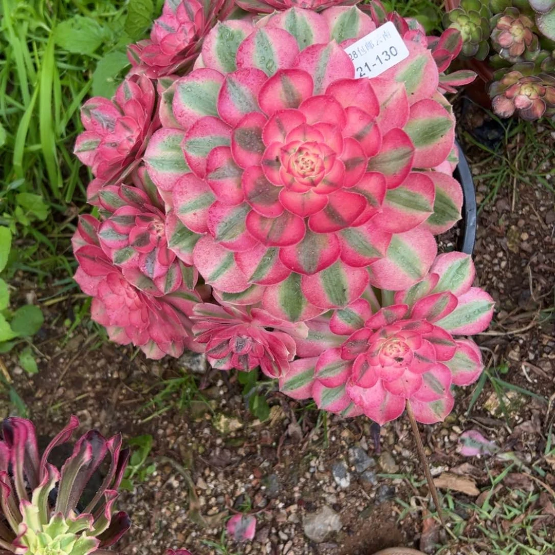 130倾城多肉多肉