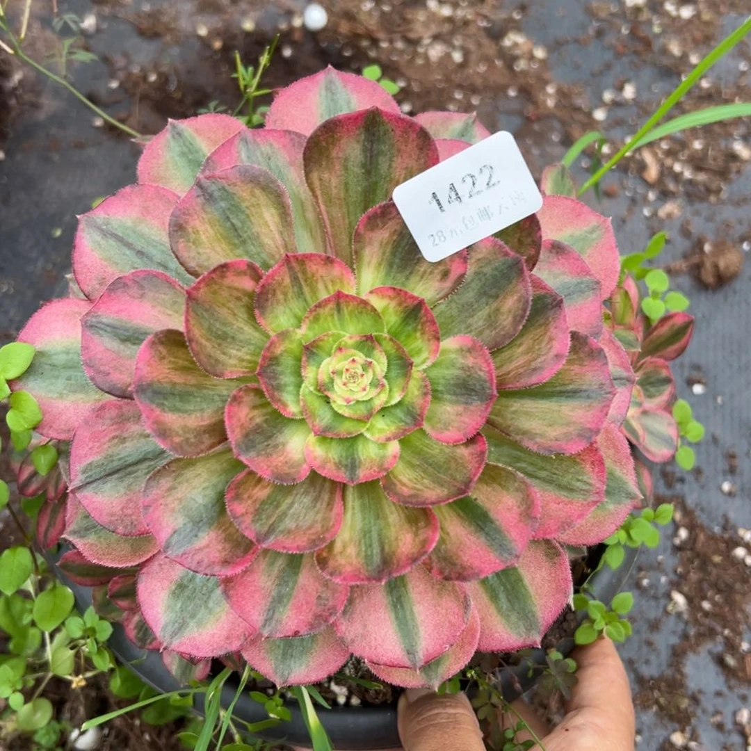 1422万白多肉植物