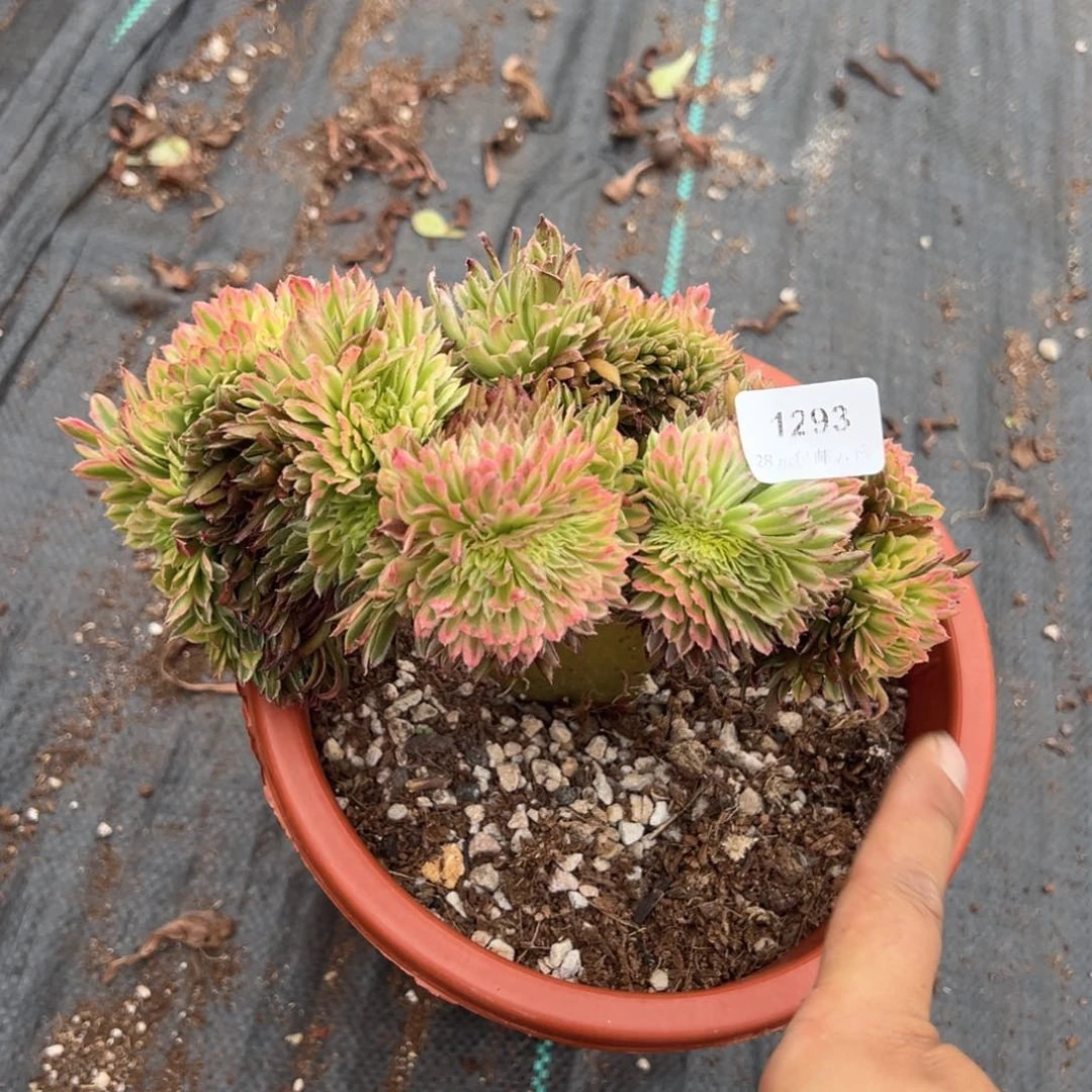 1293菊缀多肉多肉