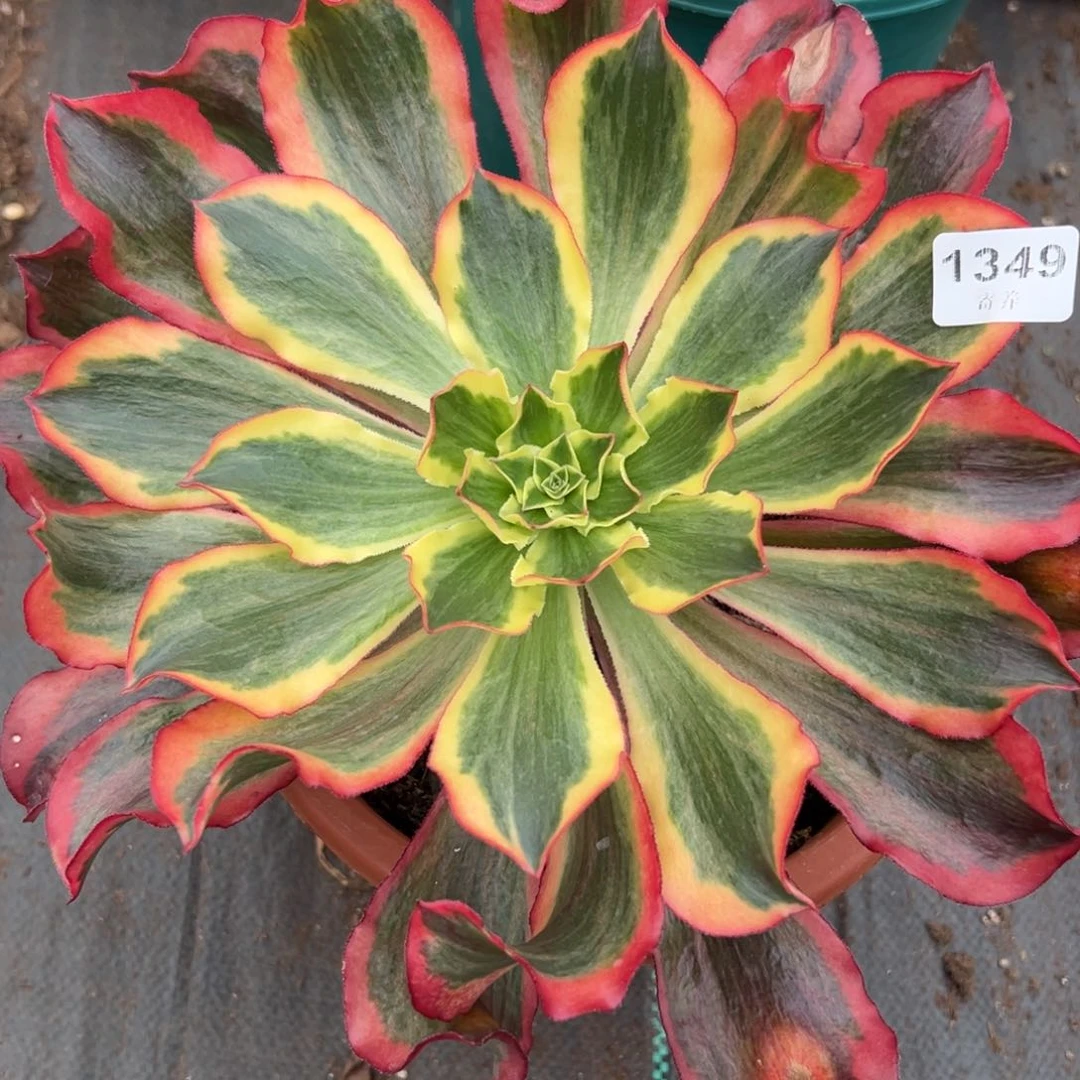 1349魅影多肉一棵