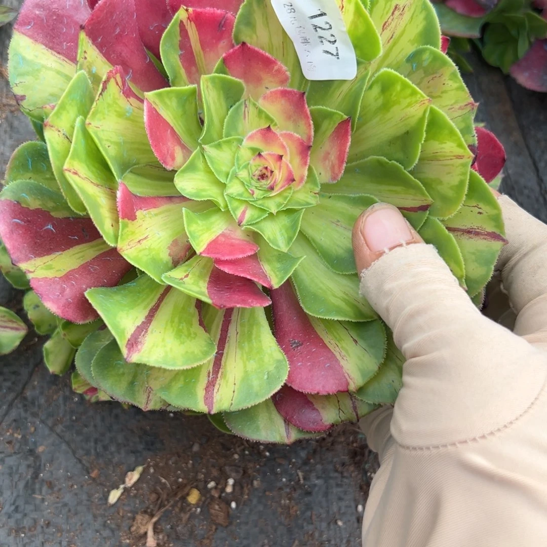 1277只否多肉多肉