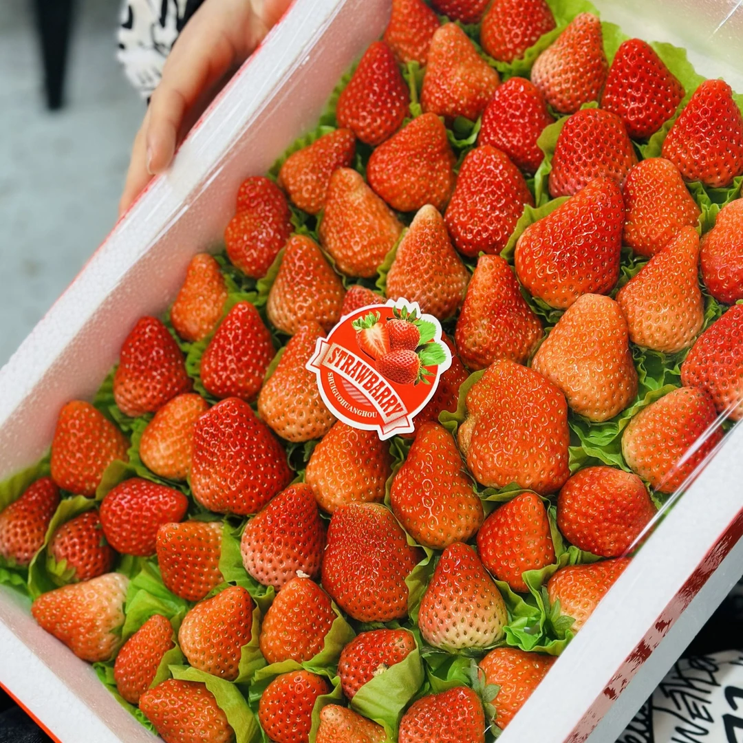 红颜奶油草莓3斤泡沫箱无伤装