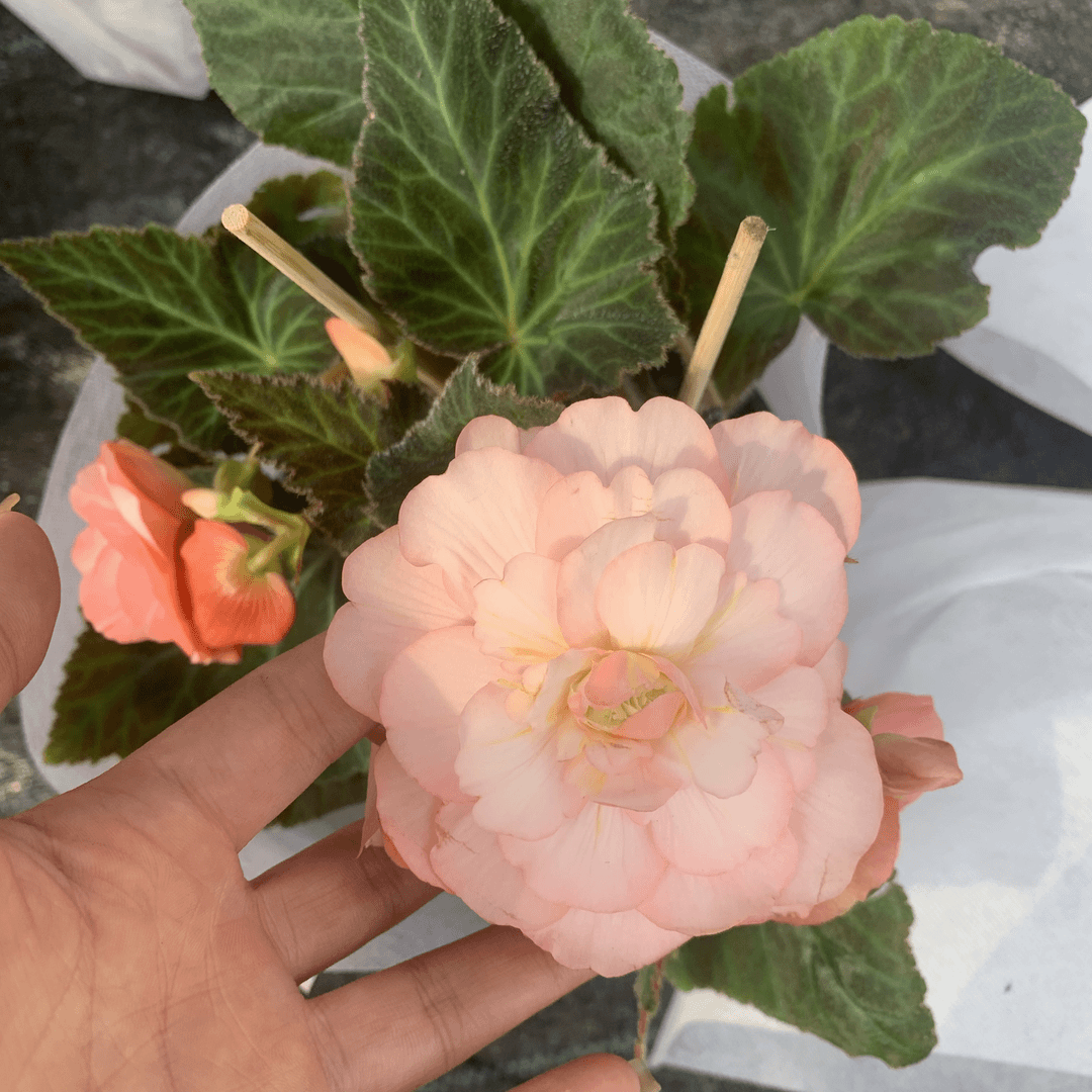 【夫妻海棠】四季开花好看好养