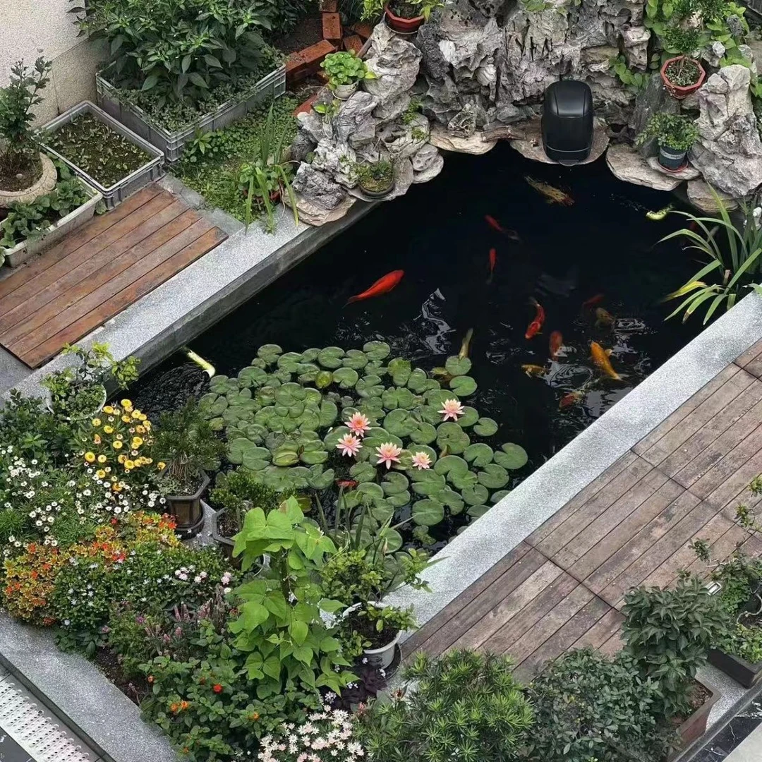 精品锦鲤观赏鱼红白大正锦鲤批发大小尺寸可挑选