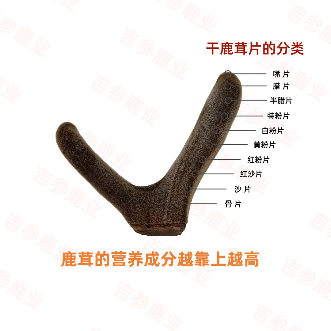 长白山 吉林特产 鹿茸粉 特粉30克 吉林鹿乡 鹿场直发