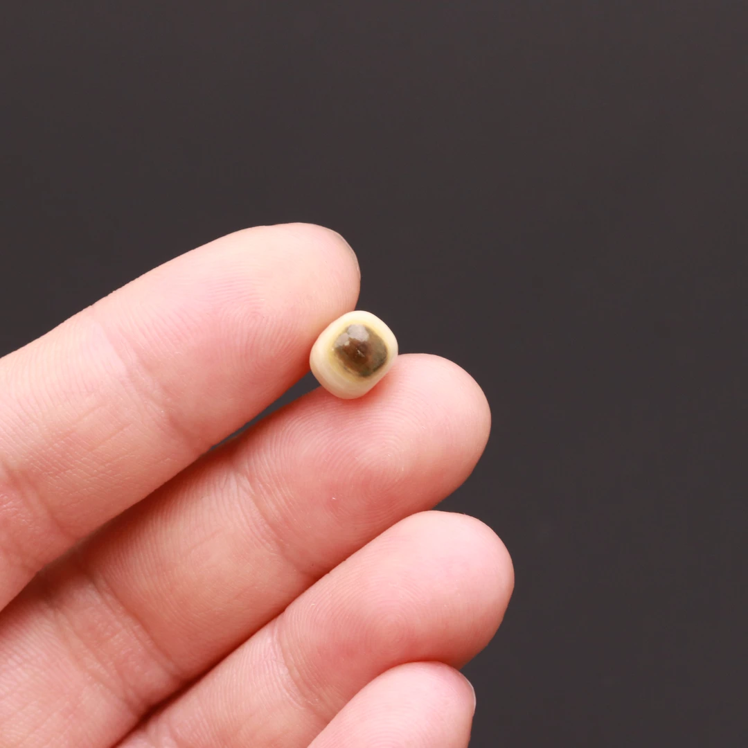 M0113-1 冰料猛犸牙【蓝眼蓝皮】老型散珠佛珠顶珠腰珠文玩配饰