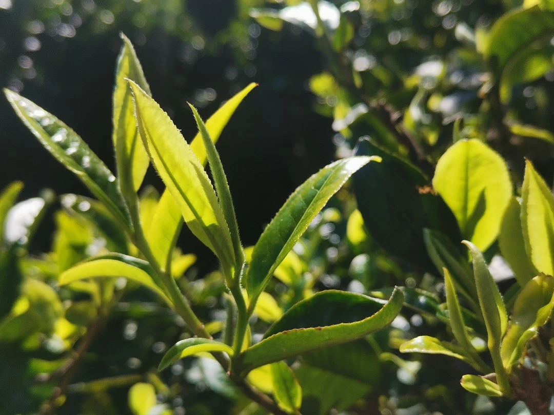 通用链接普洱茶生茶
