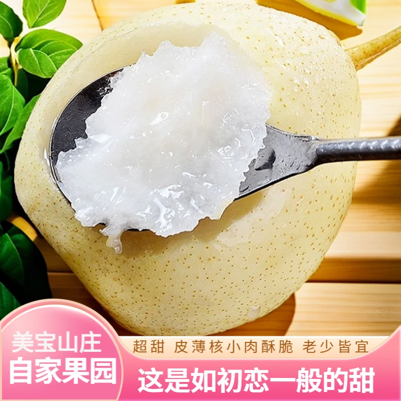 正宗山西酥梨2025应季水果超甜贡梨新鲜大白香梨子中大果整箱批发