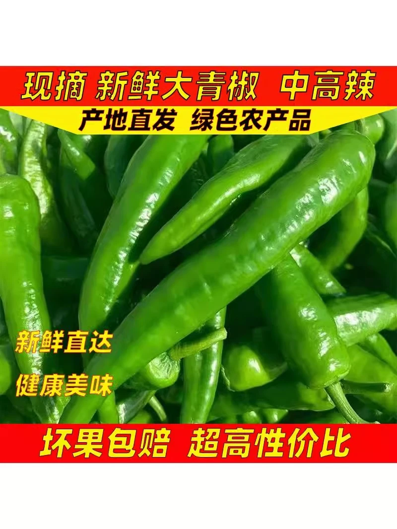 【乡村助农】河南现摘现发薄皮尖椒青椒香中辣新鲜采摘土辣椒自产椒