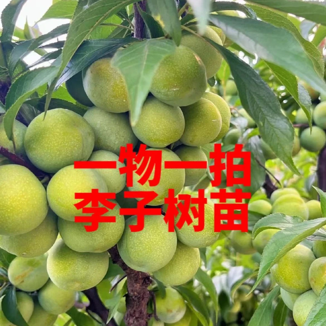 蜂糖李子树苗盆栽地栽南方北方均可种植