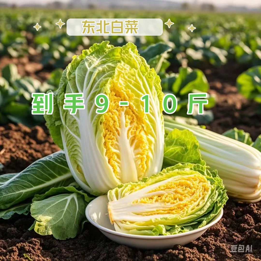 9-10斤东北霜打白菜黑土地新鲜现摘(包鲜坏果包赔)