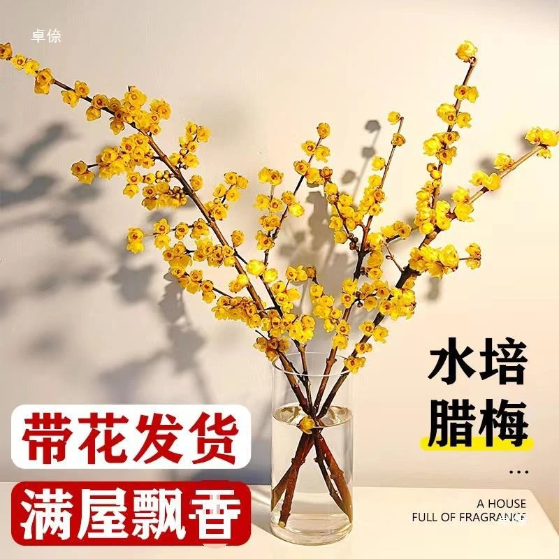 澳洲腊梅鲜枝现切干枝腊梅外水培植好看红梅鲜切花冬季年宵耐寒Z1