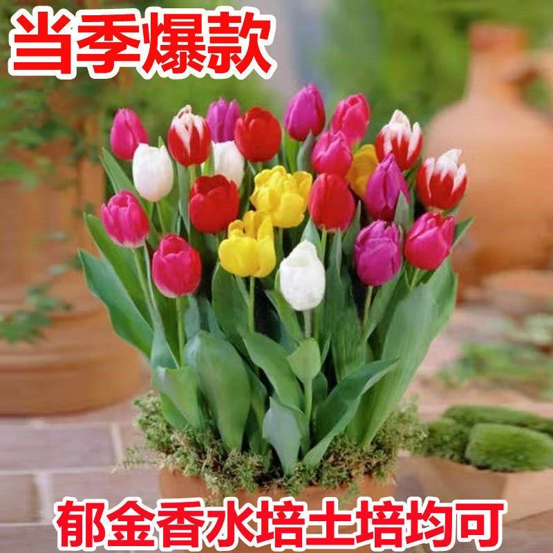 【水培郁金香】荷兰进口郁金香种球庭院阳台盆栽花卉植物新手好养 R