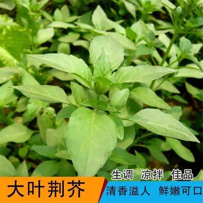 大叶荆芥种子河南香草四季播种蔬菜种籽九层塔盆栽田园菜籽种子