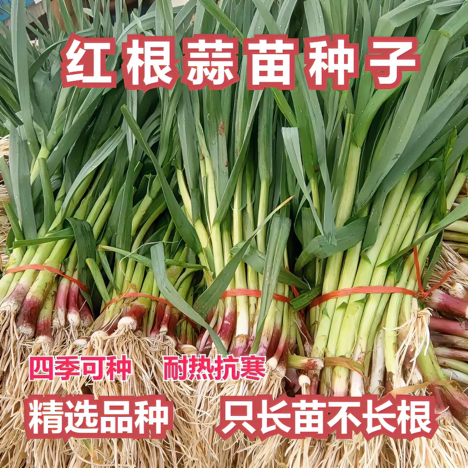 【原厂封装】红根白根蒜苗种子一年四季适应种植耐热耐寒蒜苗种籽 Z