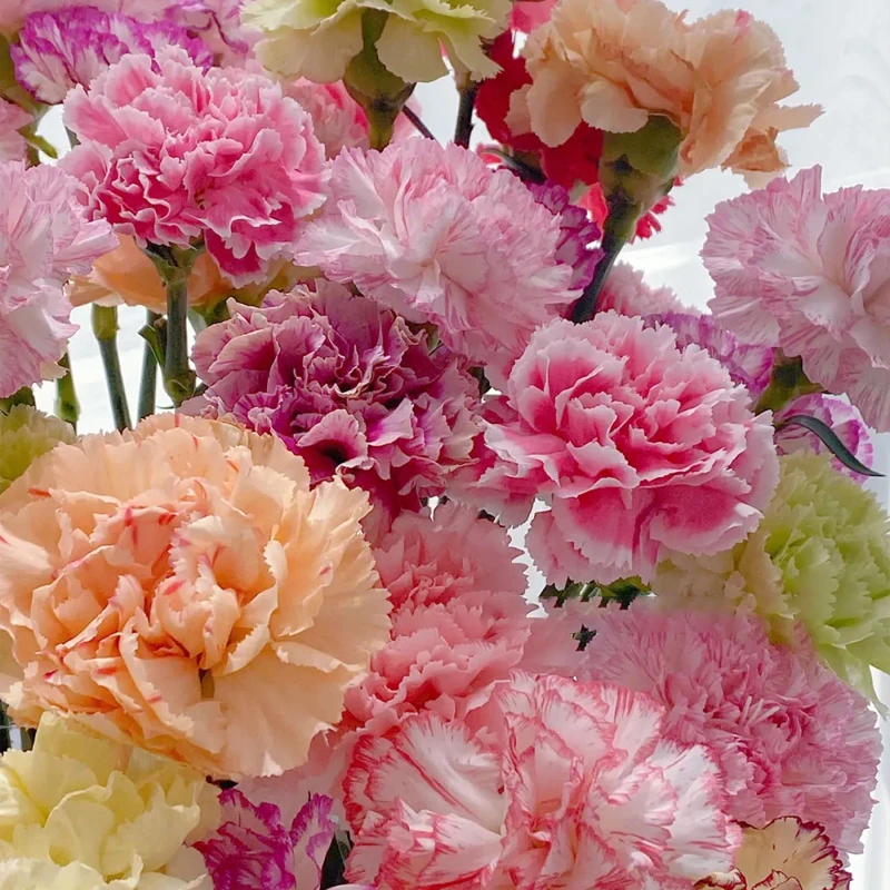 精品【康乃馨花种子】四季花卉观花植物室内外盆栽庭院花籽易种活H