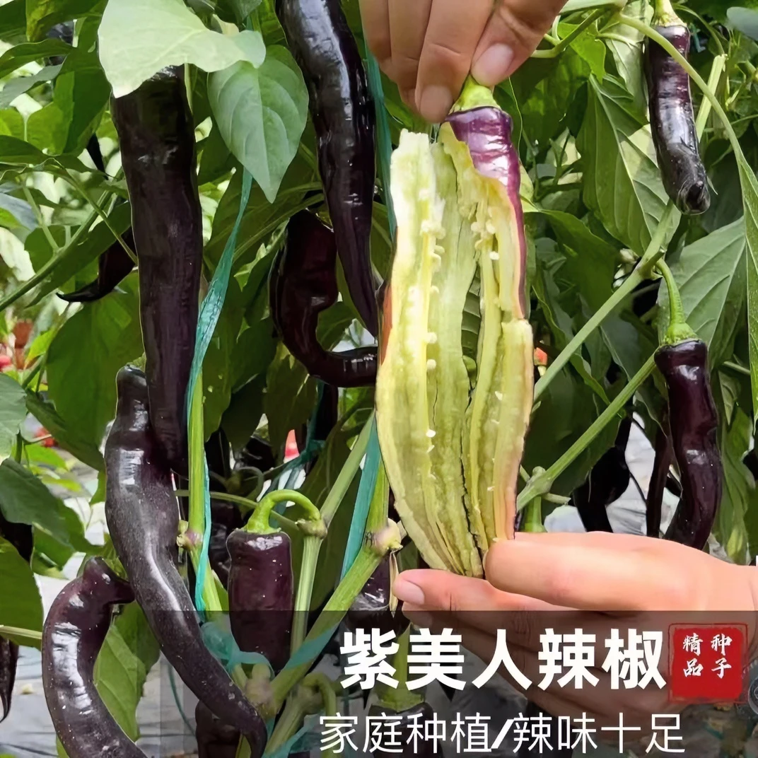 原厂封装【紫美人辣椒种子】阳台盆栽紫色超长线椒青椒羊角螺丝椒 Z