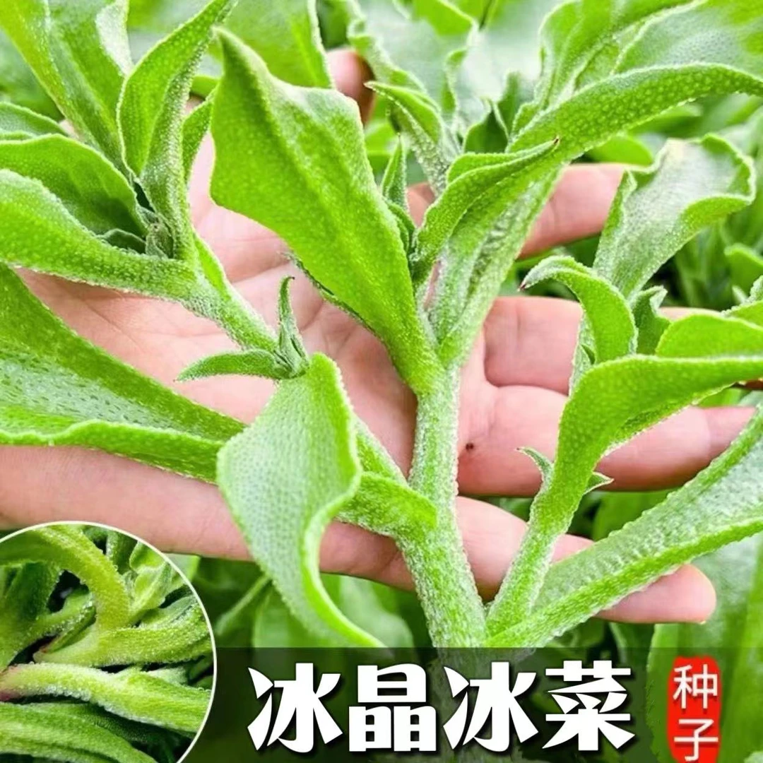 新种【水晶冰菜种子】秋冬可种阳台花盆冰菜种子简单易种蔬菜种子 Z