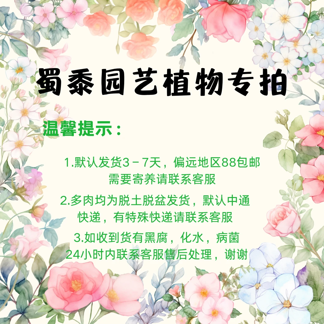 蜀黍园艺精品多肉2号链接