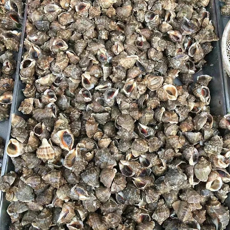 连云港发货鲜活小海螺4斤到家包活 有死包赔一斤15～20只左右