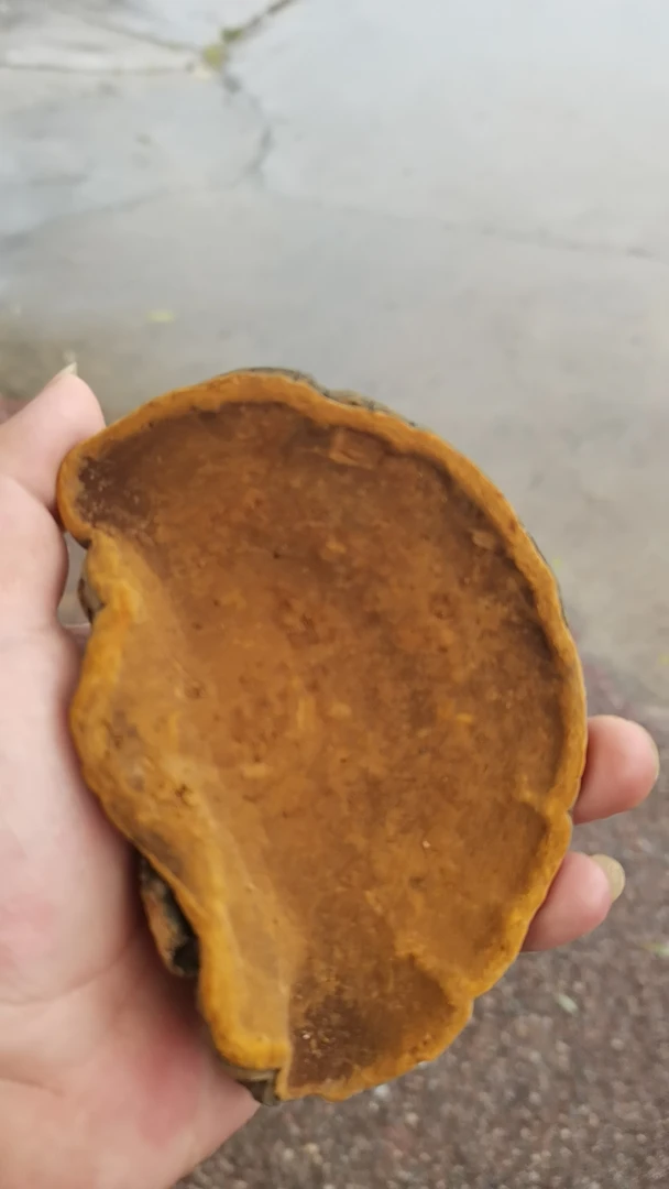 佳佳山货  云南 土货 嗓黄250/500g