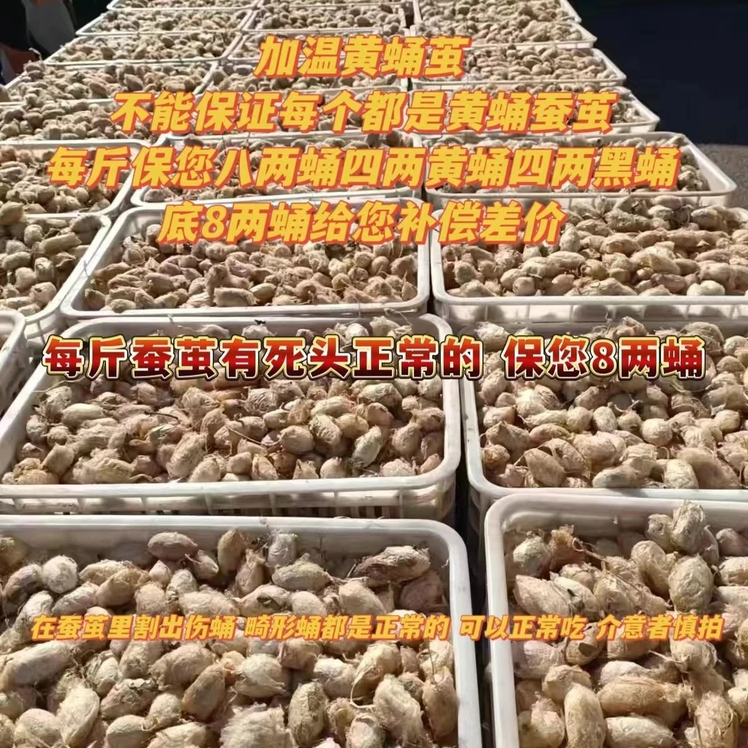 东北柞蚕带壳新鲜蚕茧大茧神仙蛹茧发货自剪顺丰包邮