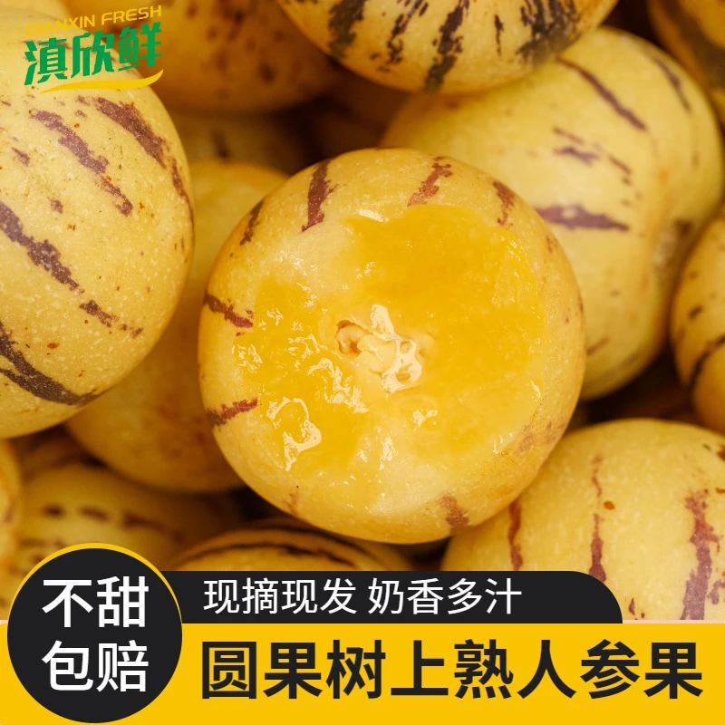 云南石林人参果树上熟圆果黄肉新鲜水果