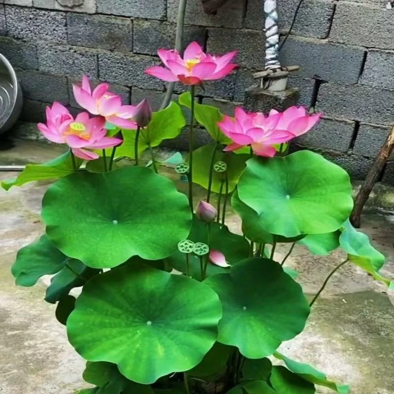 大型观赏荷花盆栽水养荷花种根苗荷花种藕莲花食用莲藕水池塘藕苗