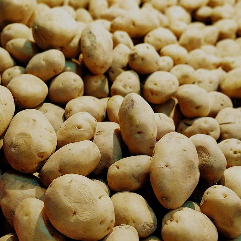 城口高山黄芯土豆黄芯洋芋