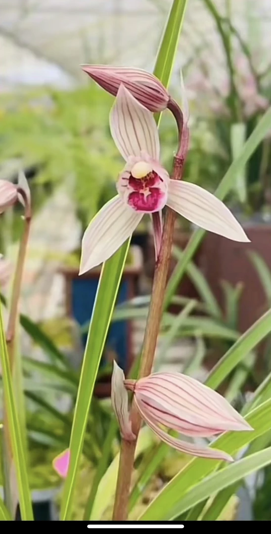 云南原生种莲瓣兰一对一拍品