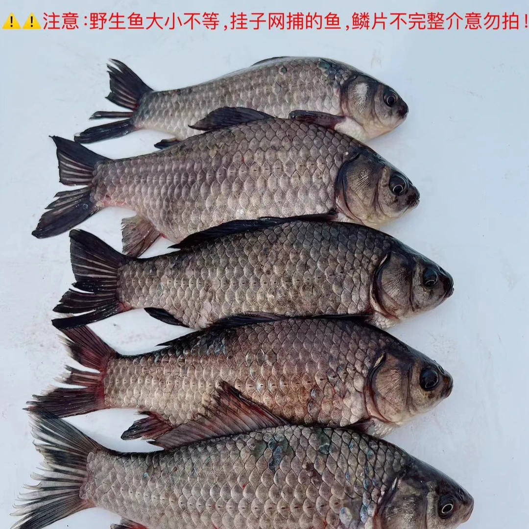由米由家 天然原生态野生鲫鱼  2.5公斤