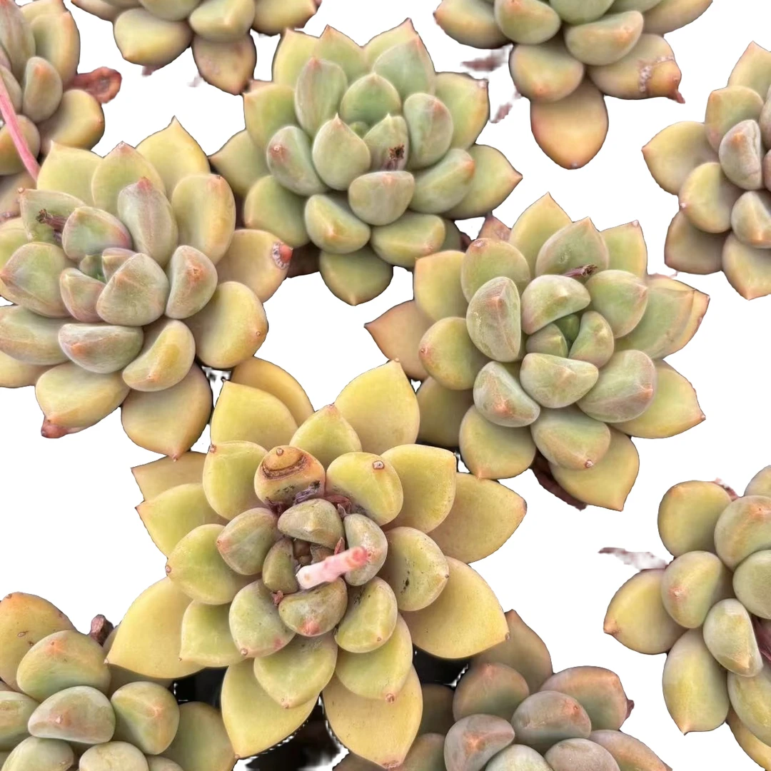 6月5大师兄多肉301-400